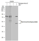 Anti-Flavivirus Envelope protein antibody used in Western Blot (WB). GTX134189